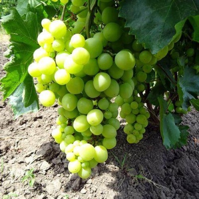 Виноград БОЯРИН в Сморгони