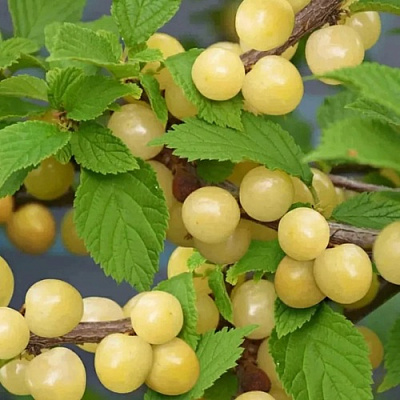 Вишня СНЕВИТ войлочная в Сморгони
