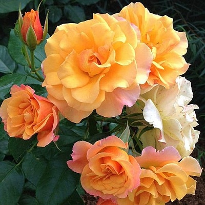Роза ТЕКИЛА флорибунда  в Сморгони