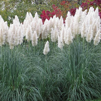 Кортадерия белая (пампасная трава) в Сморгони