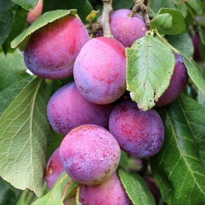 Слива БЛЮ СВИТ колонновидная в Сморгони