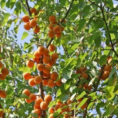 Абрикос ОРЛОВЧАНИН  в Сморгони