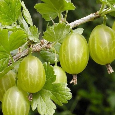 Крыжовник УРАЛЬСКИЙ ИЗУМРУД в Сморгони