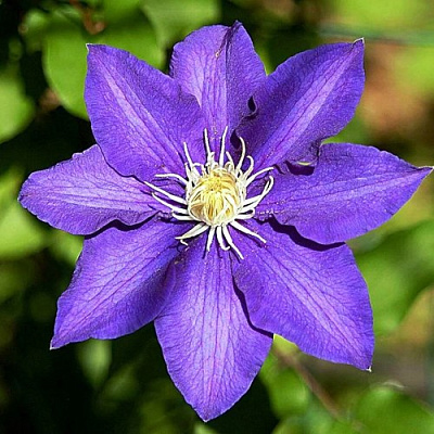 Клематис ЗЕ ПРЕЗИДЕНТ в Сморгони