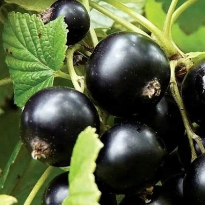 Смородина чёрная ЛЕНТЯЙ в Сморгони