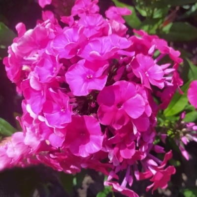 Флокс БАМБИНИ ДИЗАЙР метельчатый в Сморгони