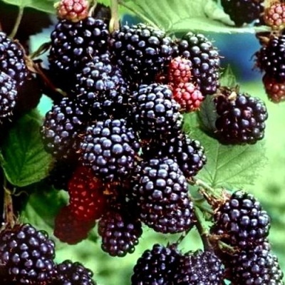 Ежевика ЭВЕРГРИН бесшипная  в Сморгони