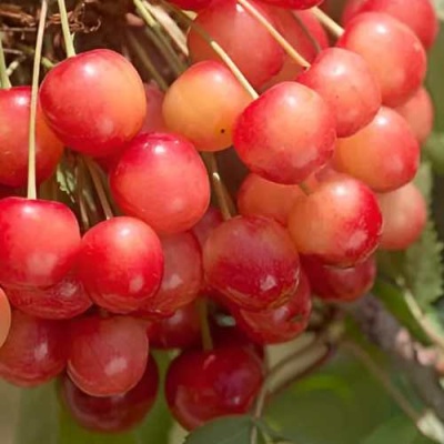 Черешня ЮЛИЯ в Сморгони