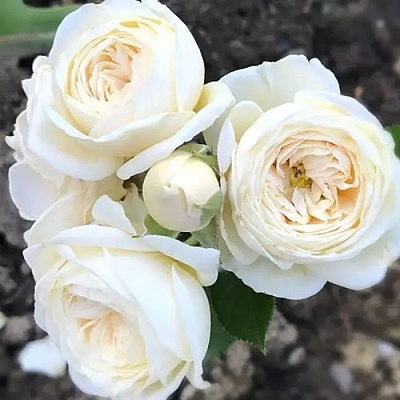 Роза АРТЕМИС шраб в Сморгони