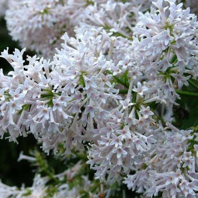 Сирень АГНЕС СМИТ в Сморгони