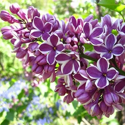 Сирень СЕНСАЦИЯ (привитая) в Сморгони