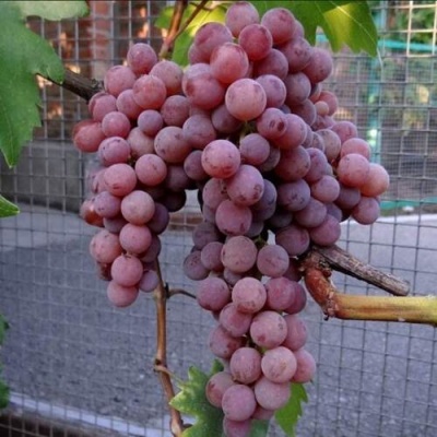 Виноград ЭЛЕГИЯ в Сморгони