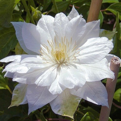 Клематис ДАЧЕСС ОФ ЭДИНБУРГ в Сморгони