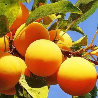 Слива МЕДОВАЯ ЖЁЛТАЯ в Сморгони
