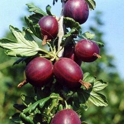 Крыжовник СЛИВОВЫЙ в Сморгони