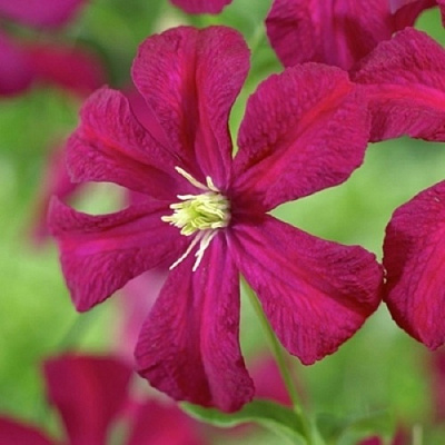 Клематис МАДАМ ДЖУЛИЯ КОРРЕВОН в Сморгони