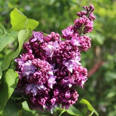 Сирень МАРШАЛ МАЛИНОВСКИЙ в Сморгони