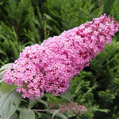 Буддлея давида ПИНК ДЕЛАЙТ в Сморгони