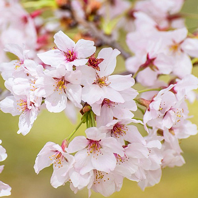 Сакура КОЙО НО МАЙ в Сморгони