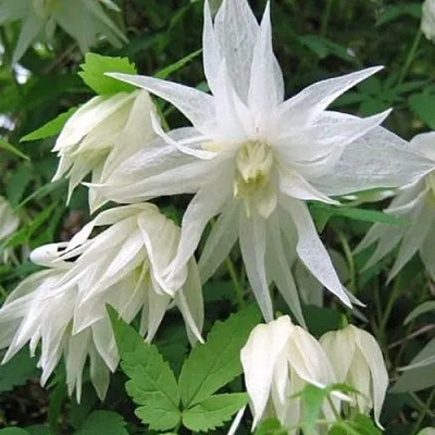 Княжик АЛЬБИНА ПЛЕНА белый махровый в Сморгони