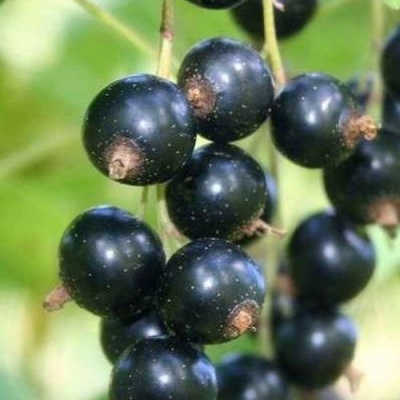 Смородина черная СТРЕЛЕЦ в Сморгони