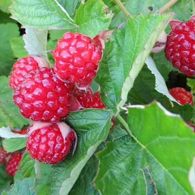 Ежемалина РЕД ДАЙМОНД в Сморгони