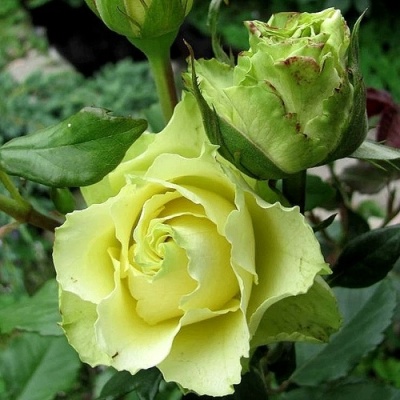 Роза ЛИМБО (ДОЛЛАР) чайно-гибридная  в Сморгони