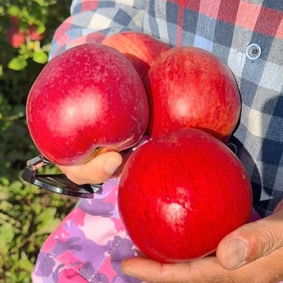 Яблоня ПАМЯТЬ СЮБАРОВОЙ в Сморгони