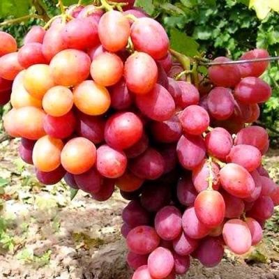 Виноград АНЮТА в Сморгони