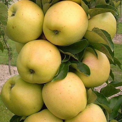 Яблоня колонновидная в Сморгони