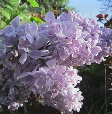 Сирень ЛЕТНИЙ САД в Сморгони