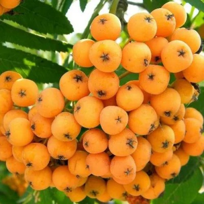 Рябина НЕВЕЖИНСКАЯ ЖЕЛТАЯ сладкоплодная в Сморгони