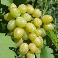 Виноград в Сморгони