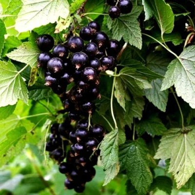 Смородина чёрная БЕЛОРУССКАЯ СЛАДКАЯ в Сморгони