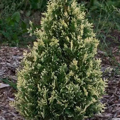 Туя БРАБАНТ ВАРИЕГАТТА западная в Сморгони