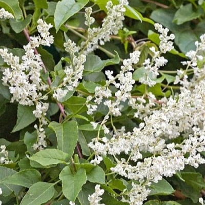 Фаллопия АУБЕРТА в Сморгони