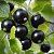 Смородина черная КРИВЯЙ в Сморгони