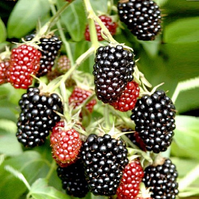 Ежемалина ДАРРОУ в Сморгони