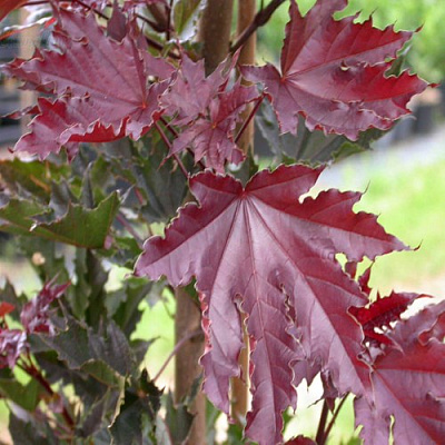 Клен КРИМСОН СЕНТРИ остролистный в Сморгони