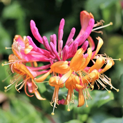 Жимолость ГЕКРОТА в Сморгони