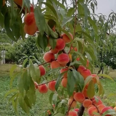 Персик ВУЛКАН в Сморгони