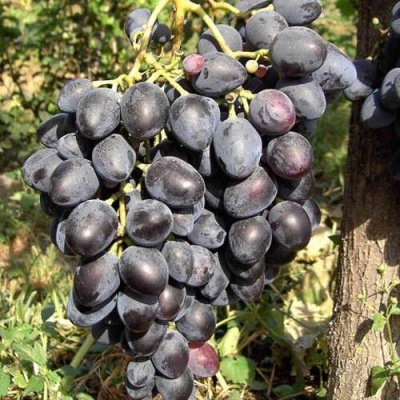 Виноград НАДЕЖДА АЗОС в Сморгони