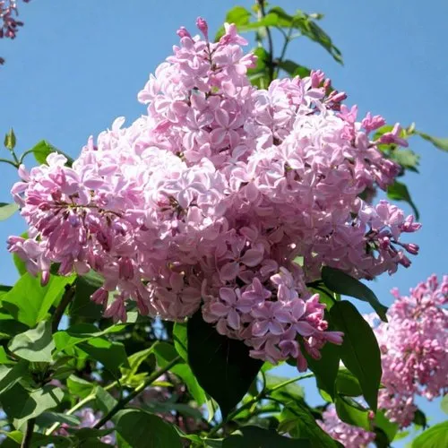 Сирень БУФФОН в Сморгони