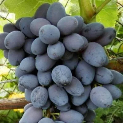 Черный виноград в Сморгони
