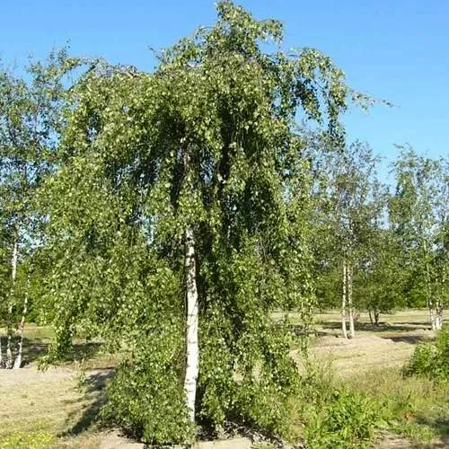 Береза ПОВИСЛАЯ в Сморгони
