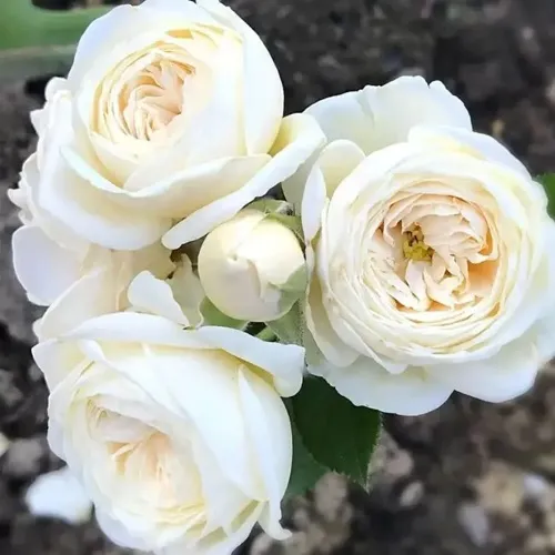 Роза АРТЕМИС шраб в Сморгони