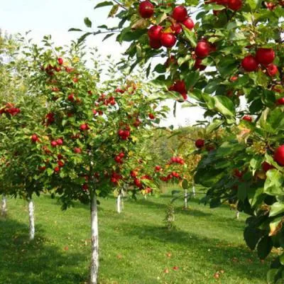 Плодовые деревья в Сморгони