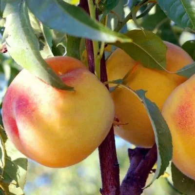 Колонновидные персики в Сморгони