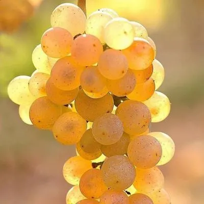 Белый виноград в Сморгони