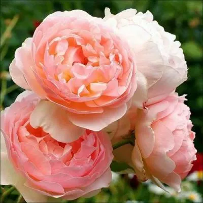 Английская роза в Сморгони